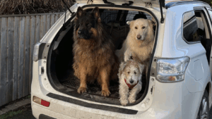 Dogs in boot of car